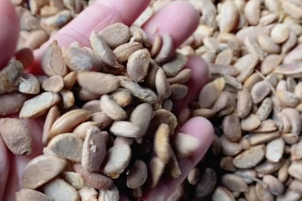 金弹子种子种植方法，4月下旬为最佳种植时间