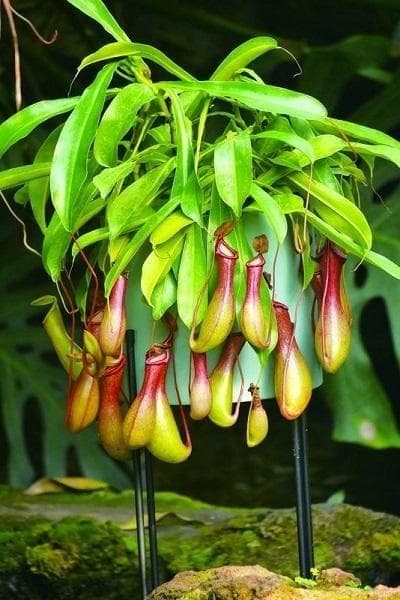 猪笼草：一种独特的食虫植物