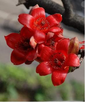 【药师说药】木棉花——中药里的英雄花