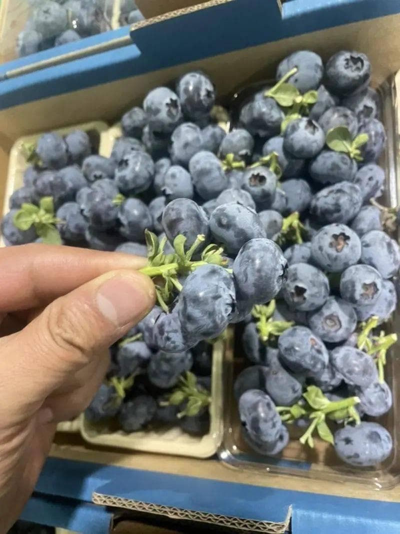 蓝莓的成熟季节：夏季与早秋的甜蜜果实