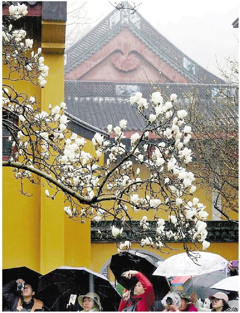 春天来了！杭州多地开启"赏花"模式