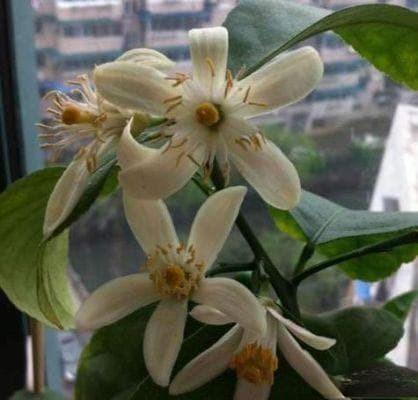 柠檬促花与盆景生根全攻略