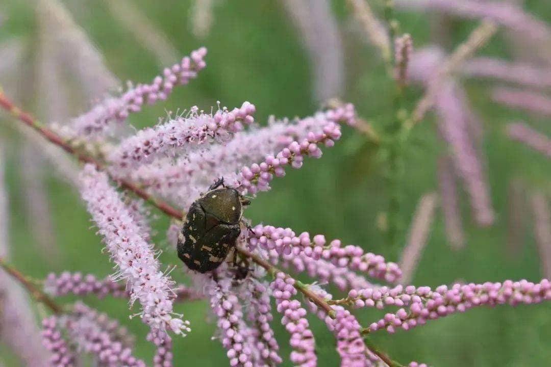 昆虫正8倍速消失？它们可能100年后灭绝