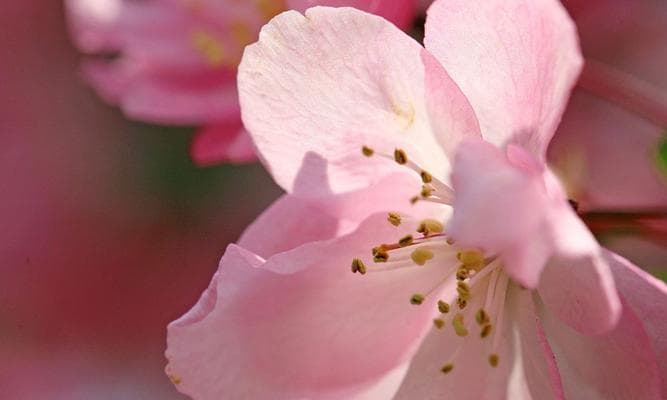 芳香四溢——清香花卉的种类与养护（打造清新空气，享受自然芬芳）