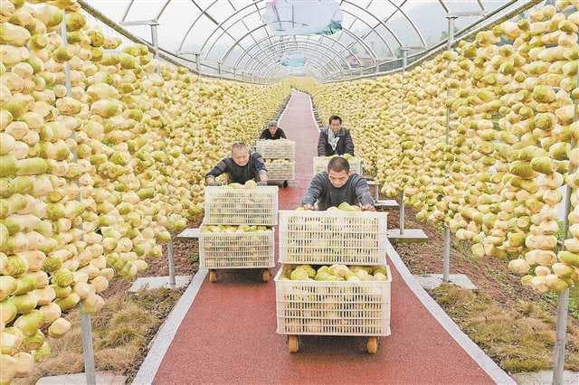 大足皮蛋、铜梁老咸菜、丰都藠头……重庆"丑小鸭"如何漂洋过海