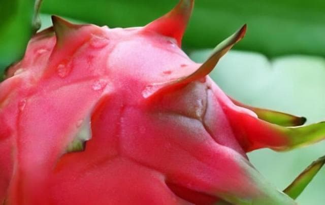 火龙果里面有白色的芽？教你如何利用这些芽进行种植