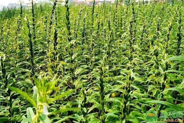 芝麻的种植技术和管理