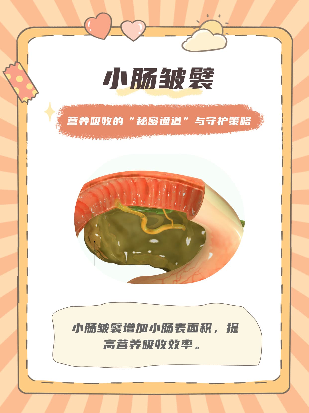 小肠皱襞：营养吸收的“秘密通道”与守护策略