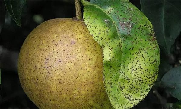 柑橘树常见病害的防治技术要点
