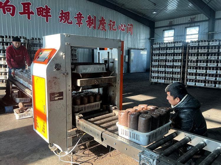 产销两旺 奏响致富强音 汪清木耳2025年迎来开门红
