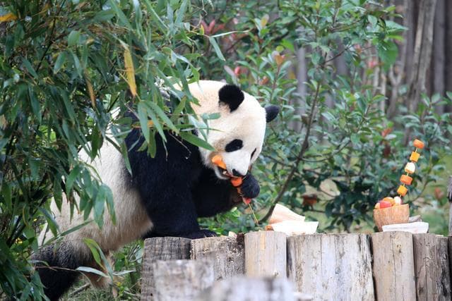 成都大熊猫基地一日游：观熊猫、品美食、逛古迹全攻略