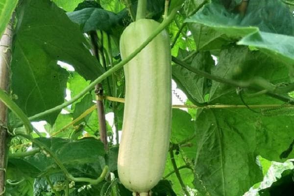 丝瓜怎样种植才高产？