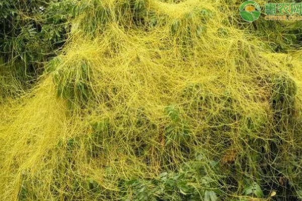 专治菟丝子的除草剂