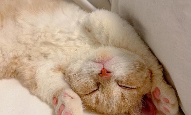 让宠物猫在固定地方睡觉的方法（让猫咪养成规律作息的小技巧）