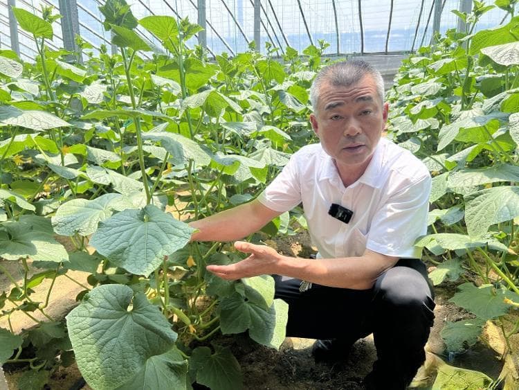全国首款功能型黄瓜“西玲萃玉指”在寿光问世