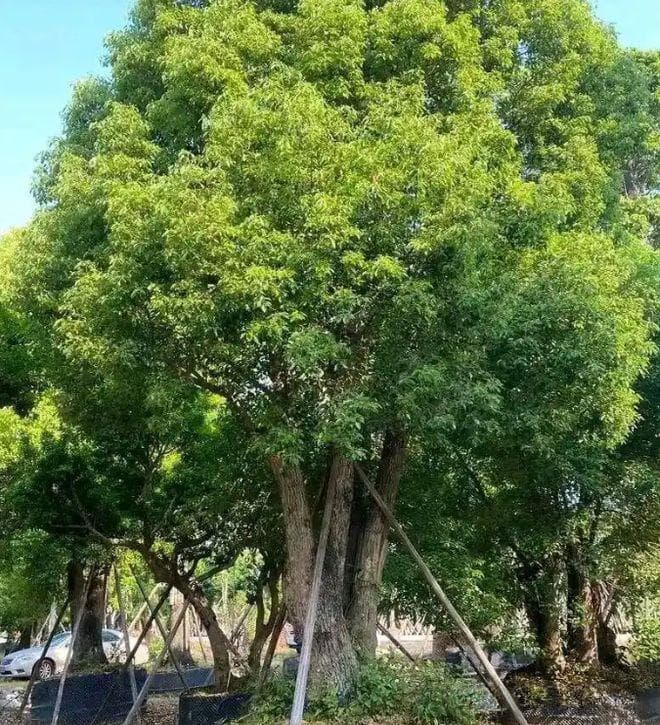 农村的荒山种植什么赚钱？4个效益好的种植项目推荐