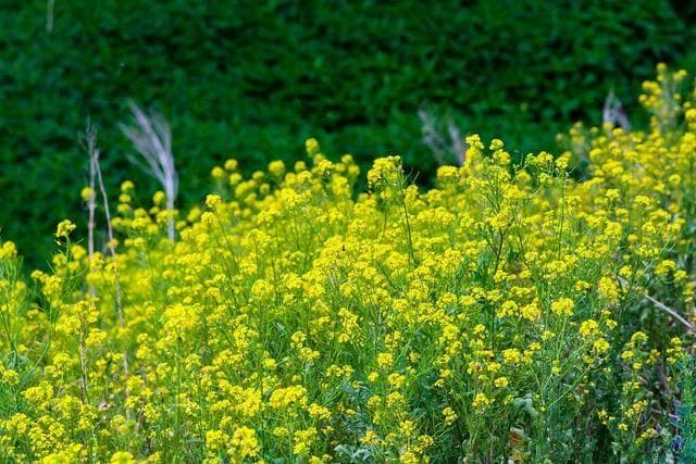 油菜花什么时候种？有哪些步骤和注意事项？