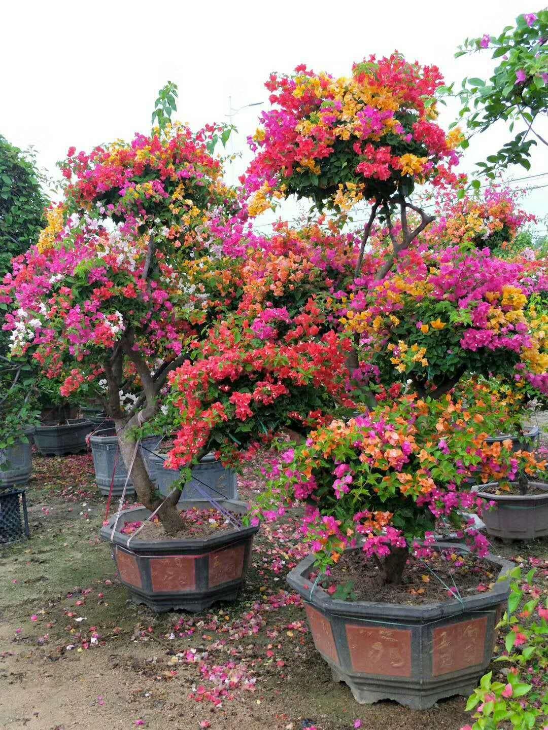 三角梅花期管理方法