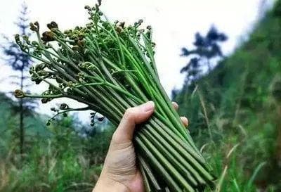 科学探索：蕨菜吃了真的会致癌吗？