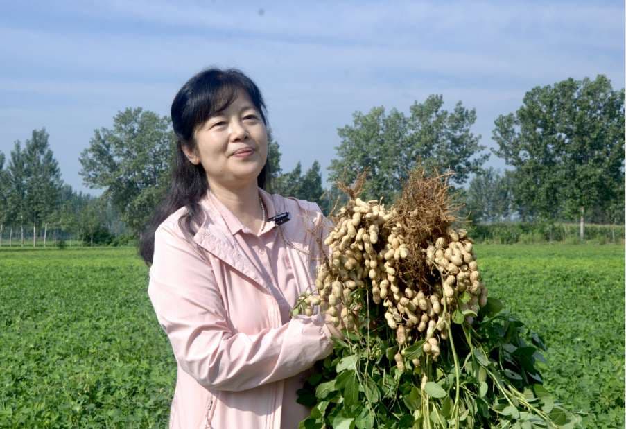 河南农业大学教授殷冬梅：躬耕“花生”三十载 扎根农田为科研