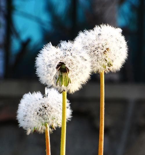 蒲公英的象征意义是什么？它在不同文化中代表了什么？