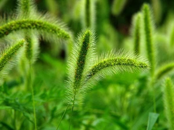 种植狗尾巴草的条件和方法