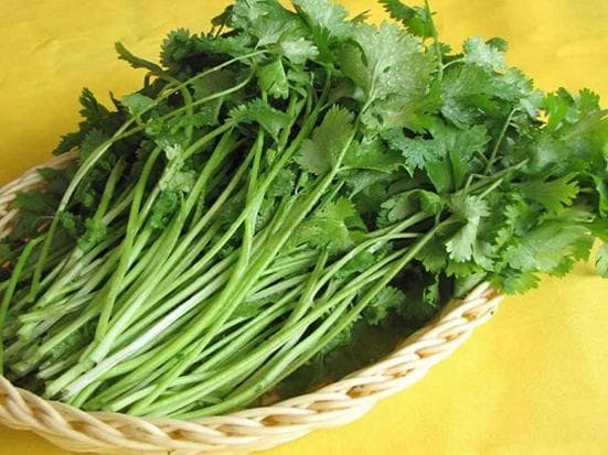 香菜如何种植较好,香菜适合用什么土壤种
