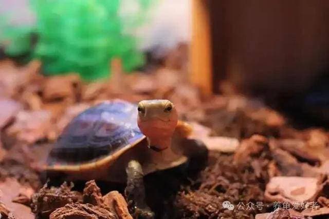 一分钟掌握黄缘闭壳龟喂食秘诀！要每天喂，还是一周喂一次？