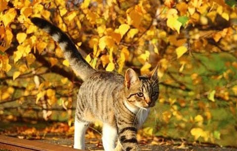 猫咪可以吃香瓜吗？这些水果喂食指南请收好