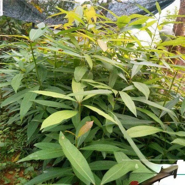 金丝楠木种植条件