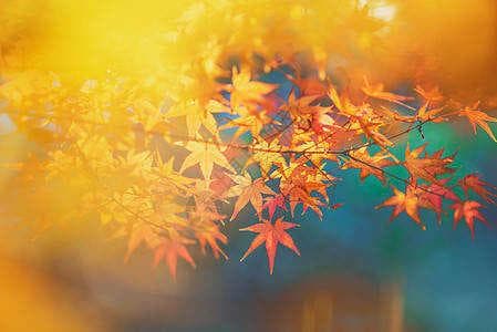 塔罗牌分手复合当中代表复合的牌