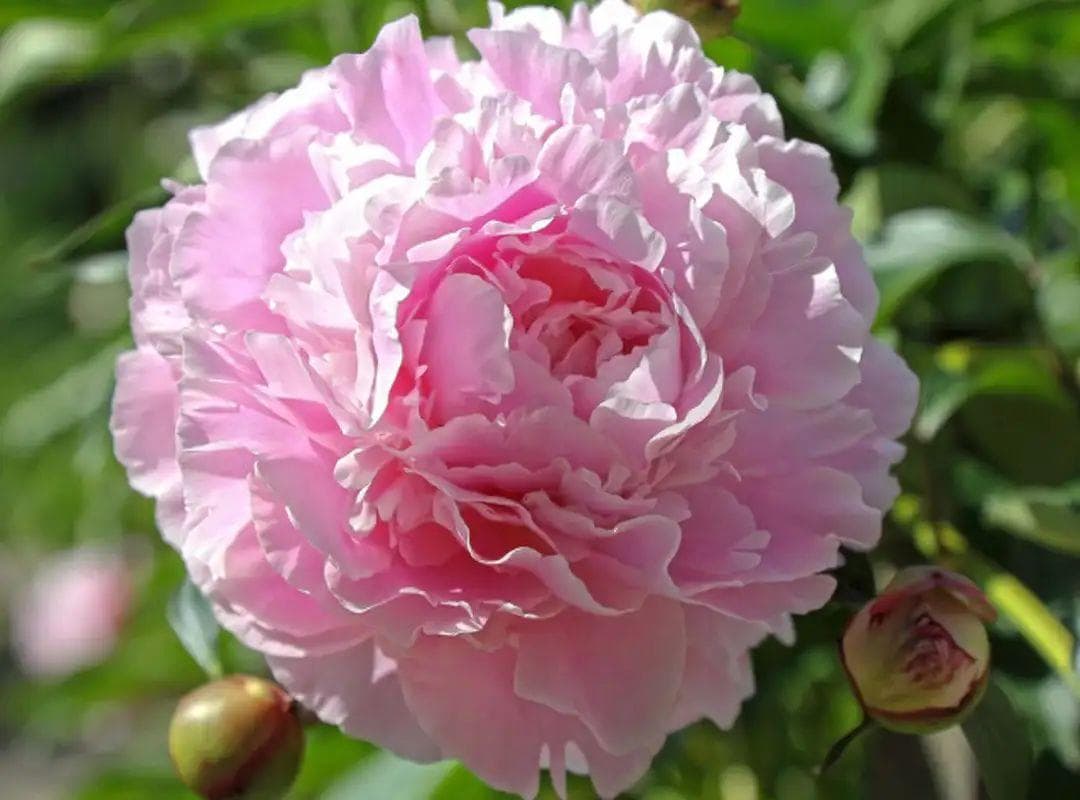 芍药花的种植方法及管理（芍药根块带芽种植方法）