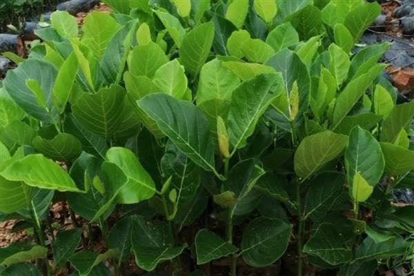 菠萝蜜树苗的生长条件，需要温暖的环境、充足的阳光等