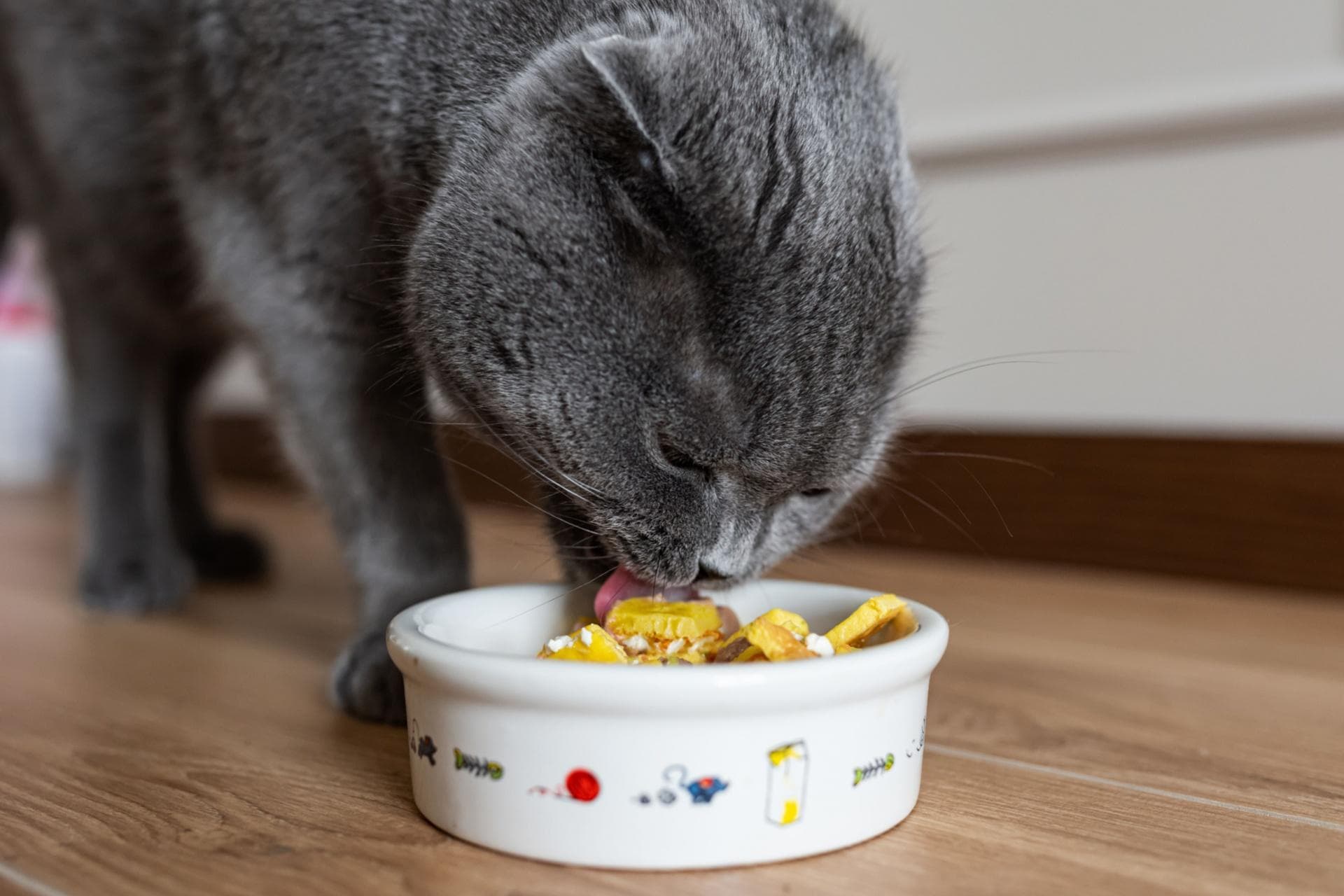 如何选择适合猫咪的猫粮