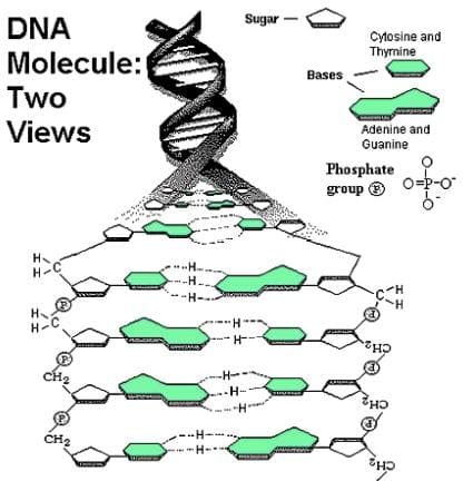 分子内氢键、分子间氢键