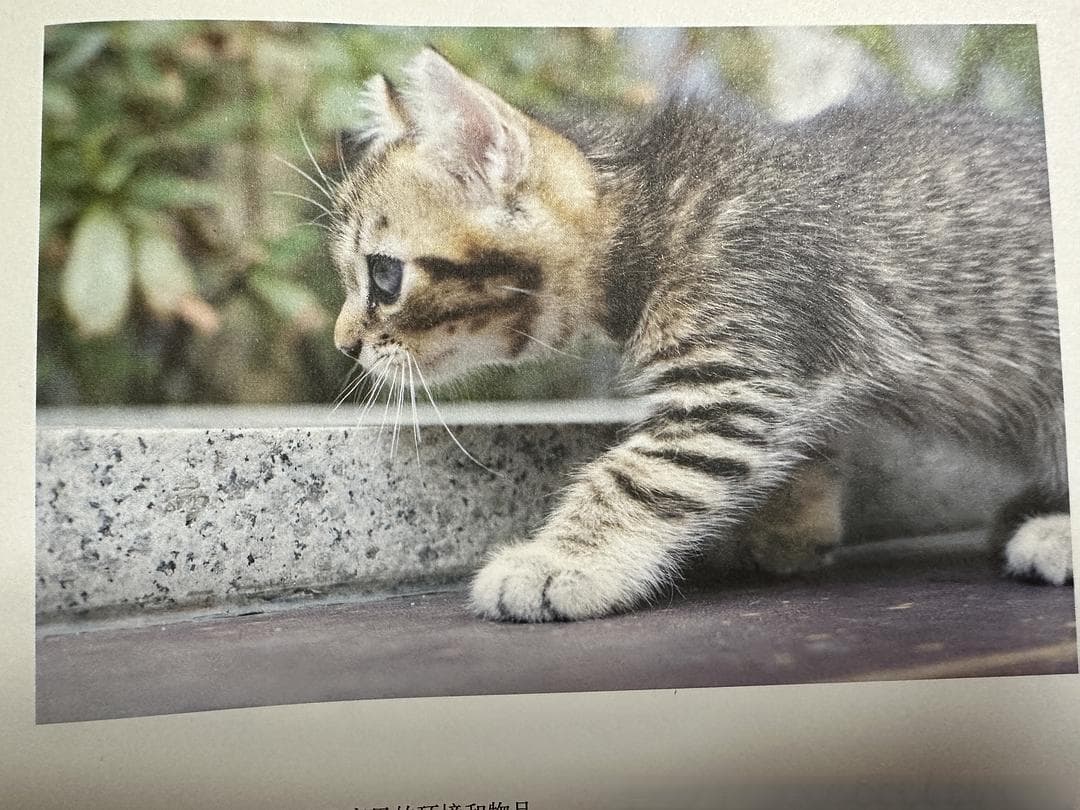 懂猫，才能爱猫