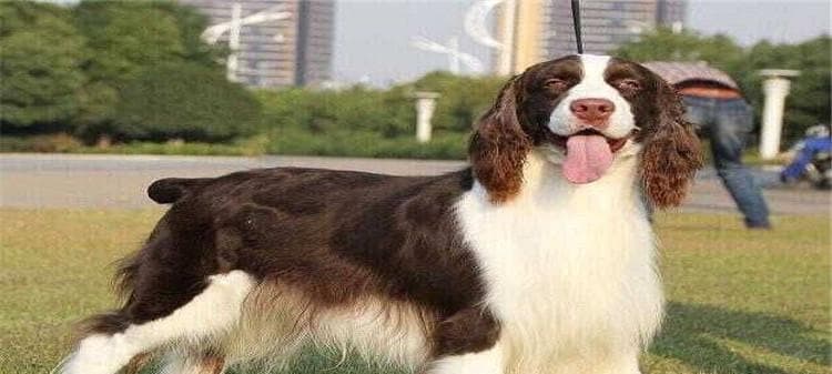 史宾格犬饲养全攻略：从饲料到训练的全方位指南