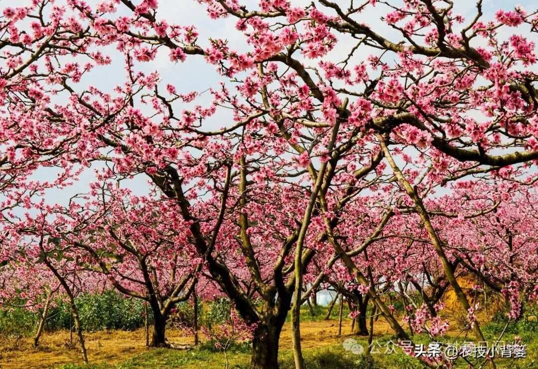 果树开花后需要追肥吗？用哪种肥追？啥时追？怎么追？追多少肥？