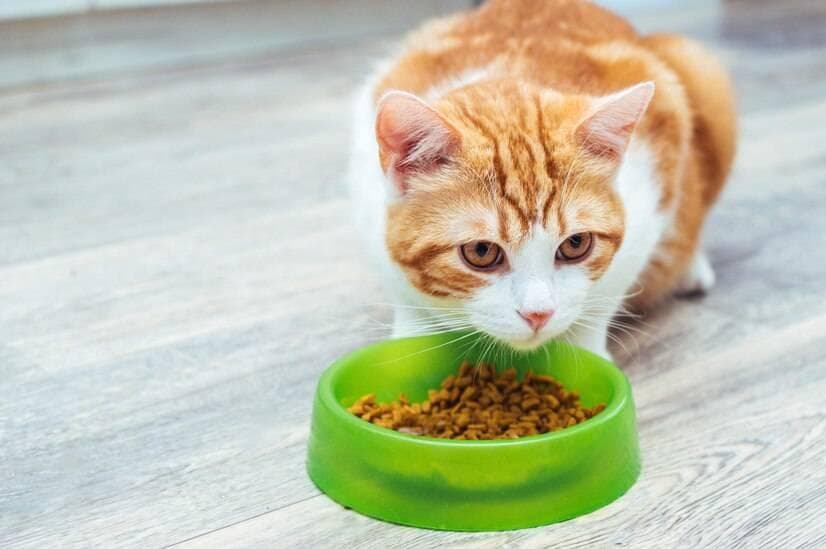 猫粮中的肉类来源有哪些？除了常见的鸡肉、鱼肉猫粮里的肉类来源竟还有这么多