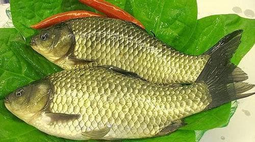 尿酸高能吃鱼吗？淡水鱼能吃吗？