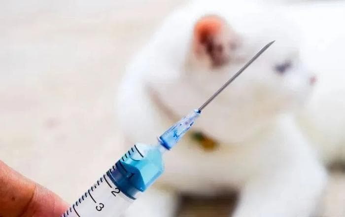 同样是打狂犬疫苗，为什么有人打两针，三针、四针甚至五针呢？