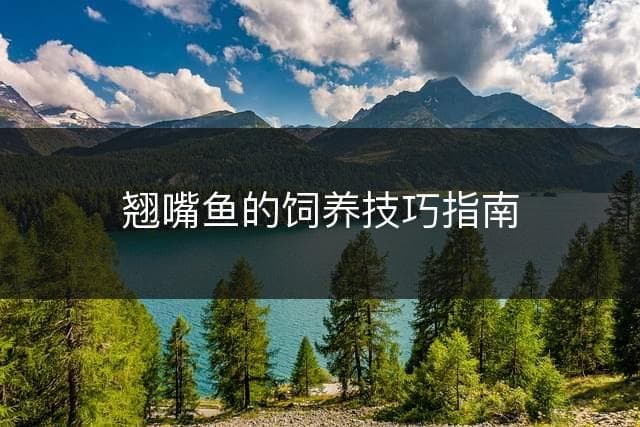 翘嘴鱼的饲养技巧指南