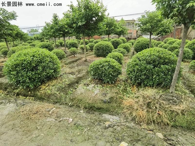 海桐的种植管理技术