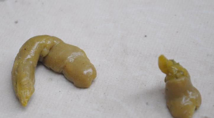 狗狗大便里的学问——如何观察狗子的状态