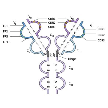 抗体分子基本结构