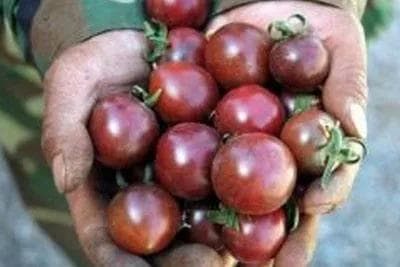 高台黑番茄：地理标志农产品的独特魅力