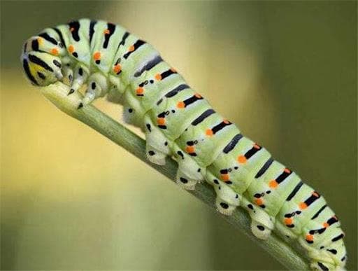 无脊椎动物：神秘而迷人的生物世界