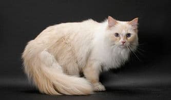 猫咪肠胃炎出血，速就医止泻止血！