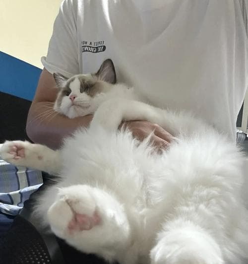 小猫太黏人怎么办（应对过度依赖行为的宠物饲养方法）