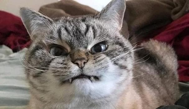 猫咪的惩罚策略（用爱与耐心引导猫咪，让它们终身受益）